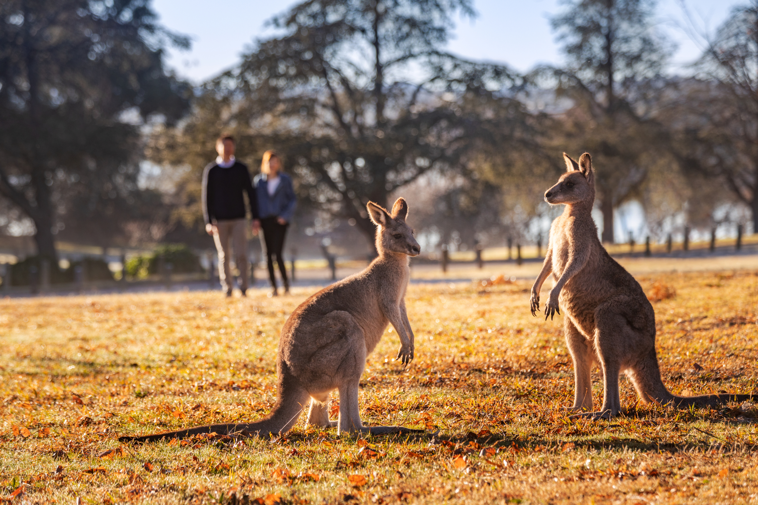 Canberra, Australian Masters Games 2025